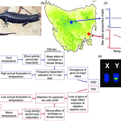 agamasex|Revisiting the first report of temperature‐dependent sex。